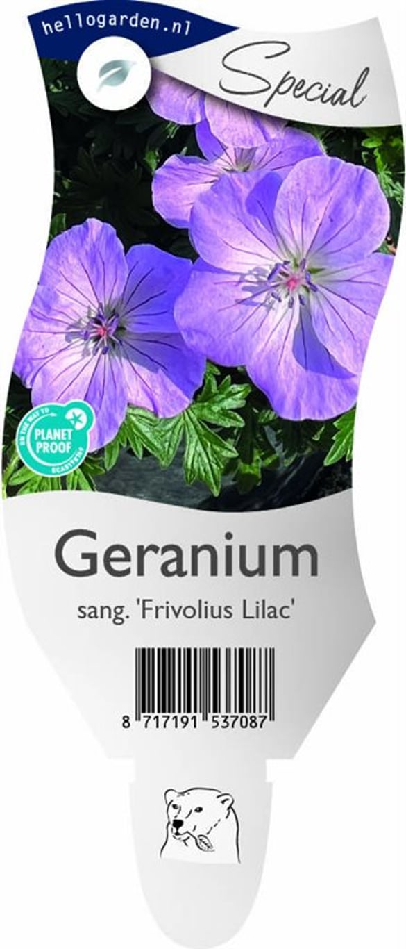 Geranium sang. 'Frivolius Lilac' - P11